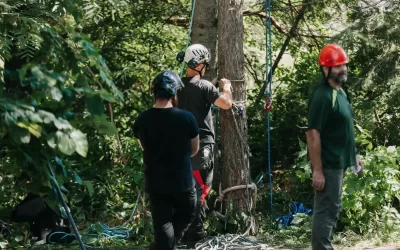 Working with an Arborist: Drive-Along Diaries #1