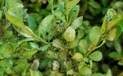 Box Tree Moth; The New Invasive Insect In Ontario
