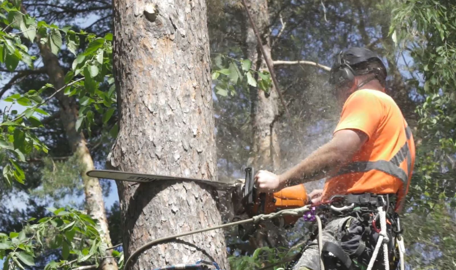 Safe tree removal by trained arborists