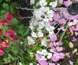 Two new services at Shady Lane