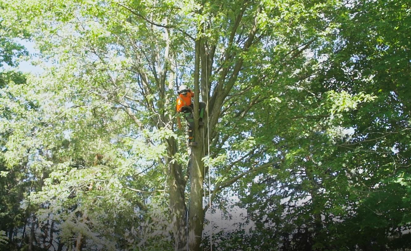 Tree pruning in Toronto by Shady Lane Tree Care