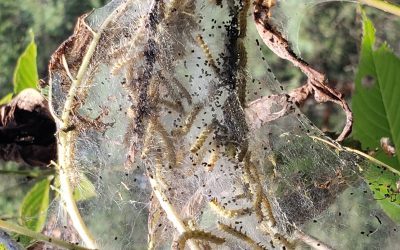 Fall Webworm