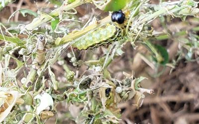Massive Box Tree Moth.