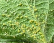 Aphids