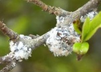 Aphids on plant stem