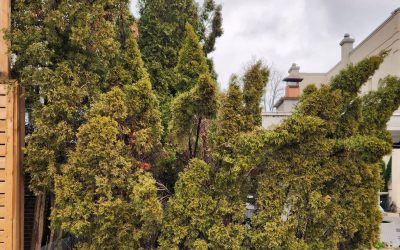 CEDARS; PLANT HEALTH CARE AND MAINTENANCE