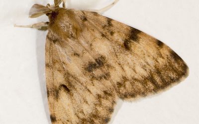 LDD(Gypsy Moth)