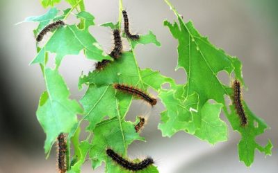 LDD(Gypsy Moth) Newsletter
