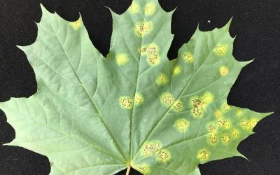 TAR SPOT(Rhytisma acerinum)