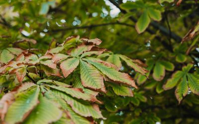 Heat Stress – Shady Lane Expert Tree Care