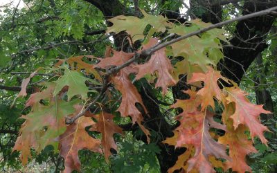Oak Wilt Issues