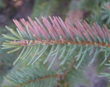 Rhizosphaera Needlecast