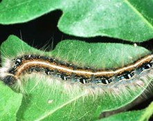 Eastern Tent Caterpillar