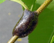tent caterpillar webs