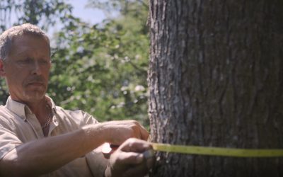 How to Know When a Tree Should Be Removed