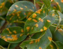 Pear Trellis Rust