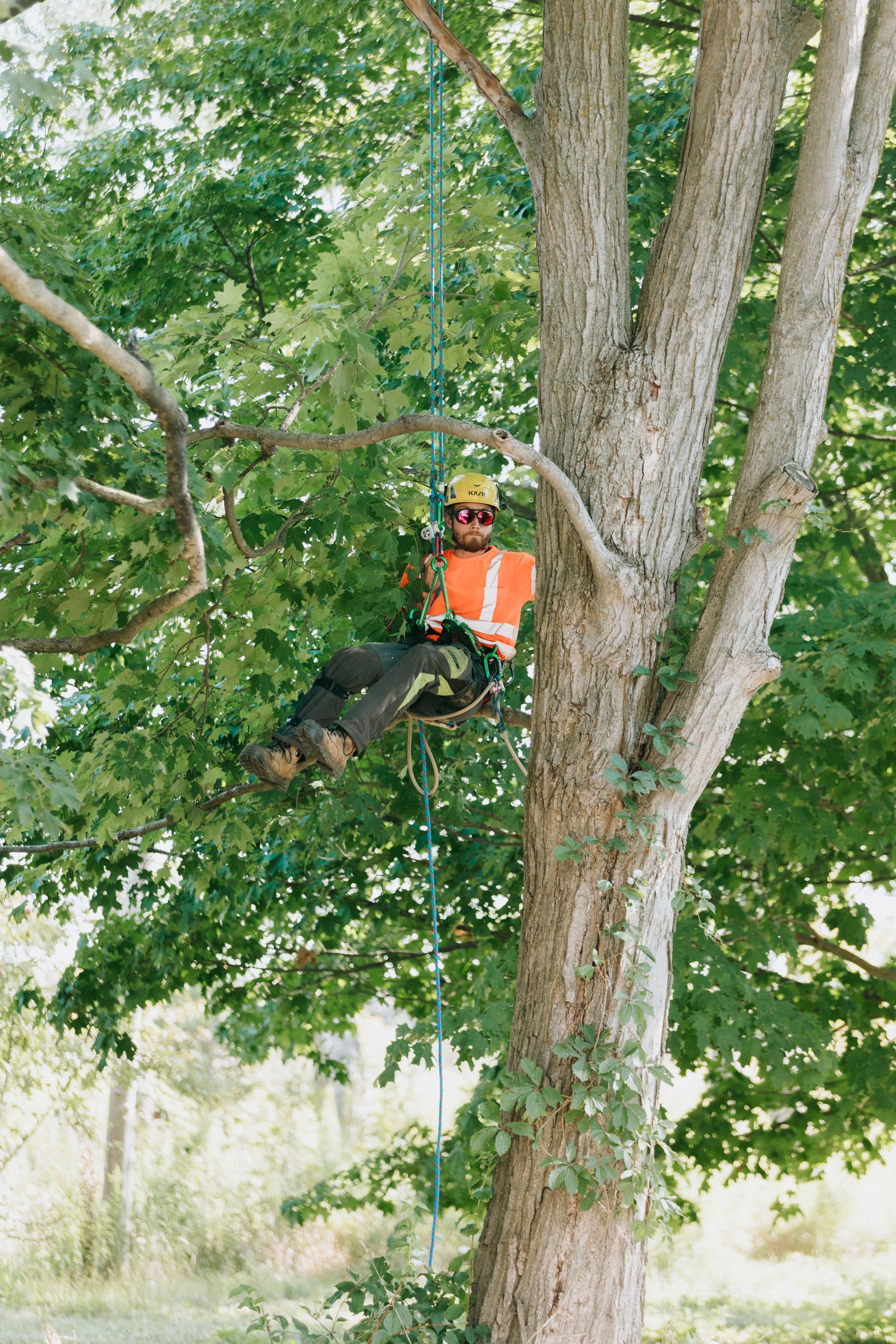 Arborist removing tree in Toronto.