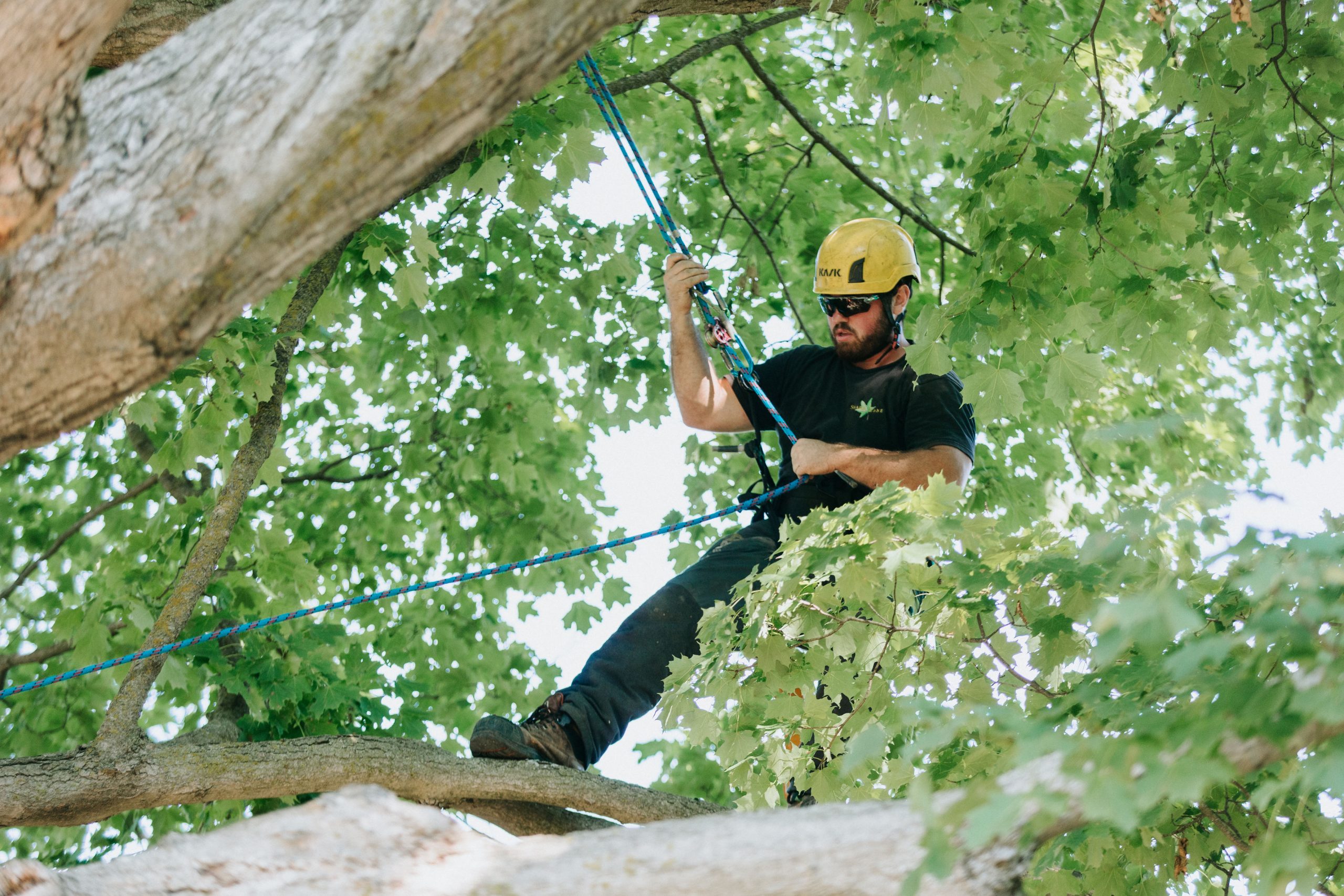 Arborists performing tree removal with ropes and safety gear in Toronto