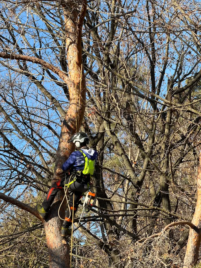Arborist removing tree in Toronto.