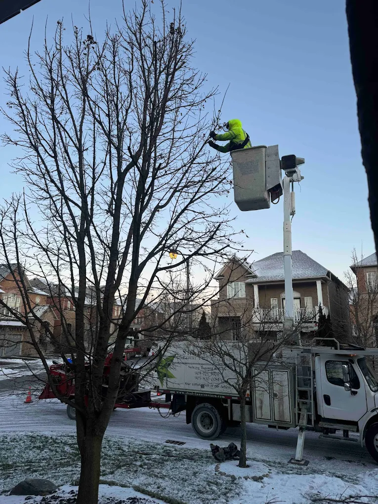 Regular Tree Trimming In Tronto