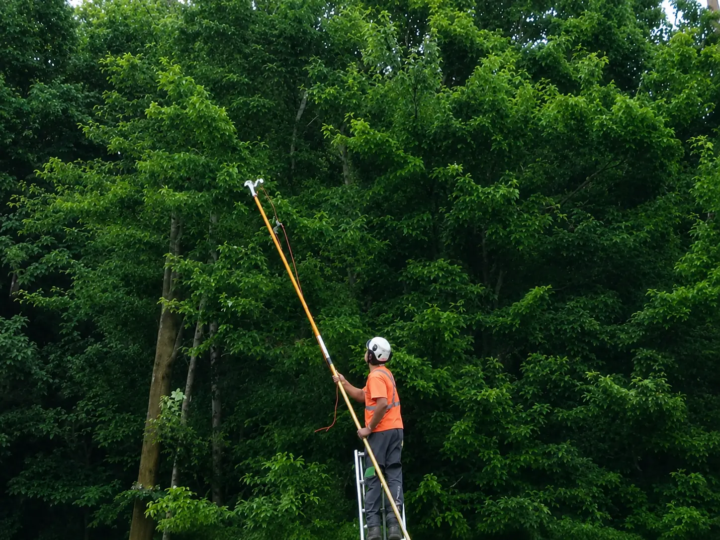 hedge trimming and shrub trimming in toronto