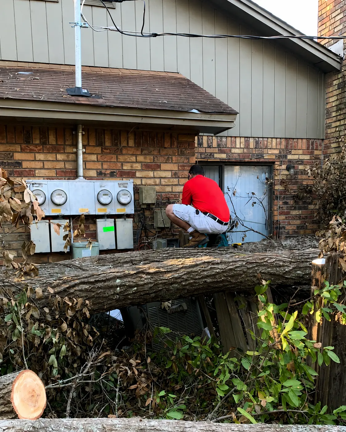 Arborist removing tree in Toronto.