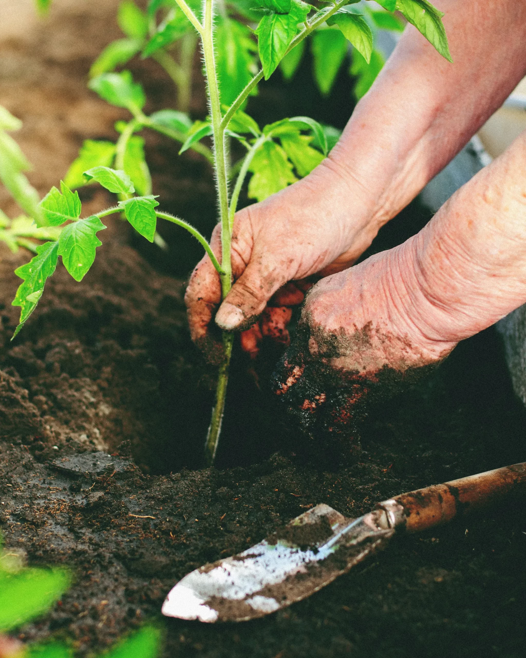 Planting a young tree seedling in prepared soil in Toronto