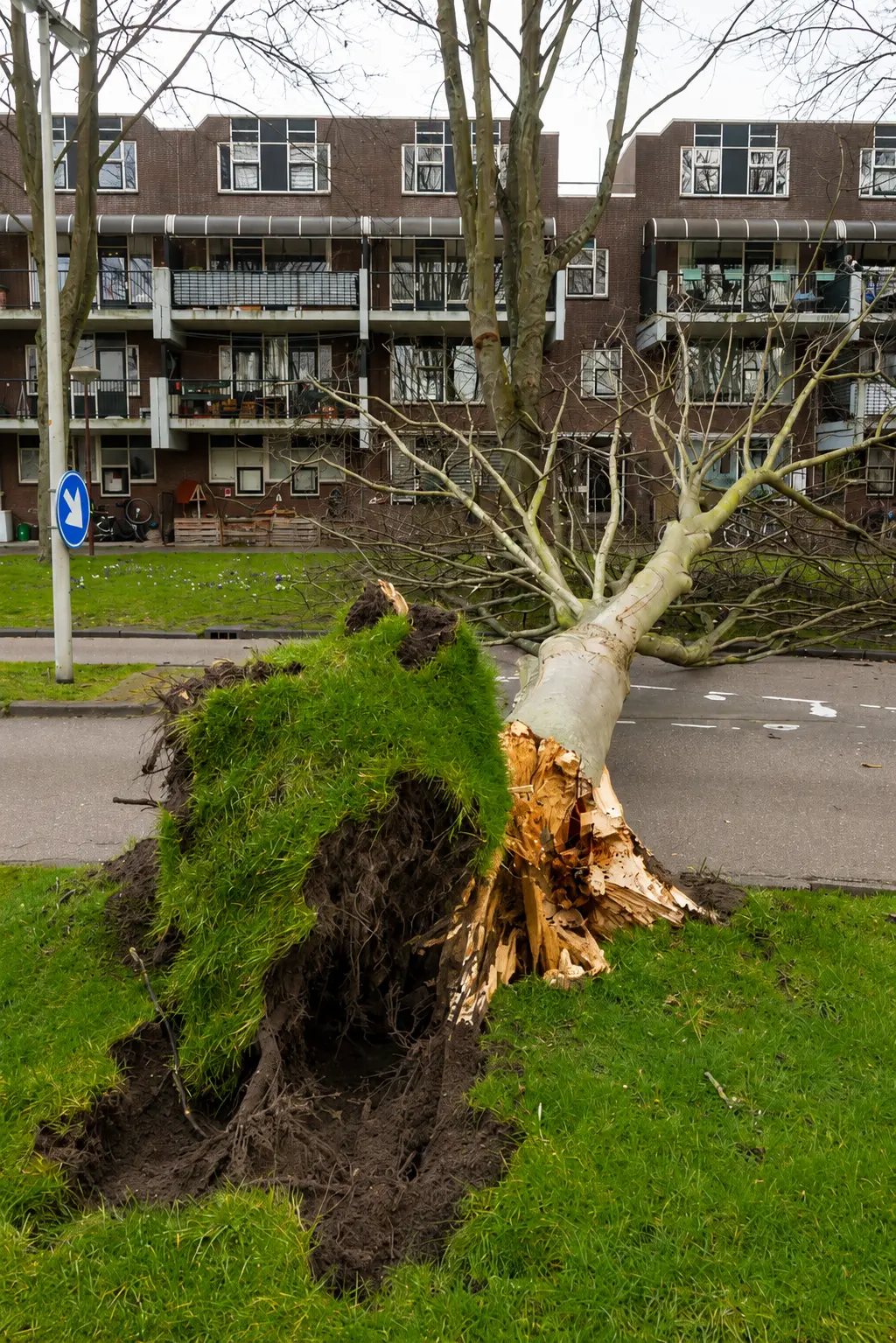 Toronto Hedge Trimming