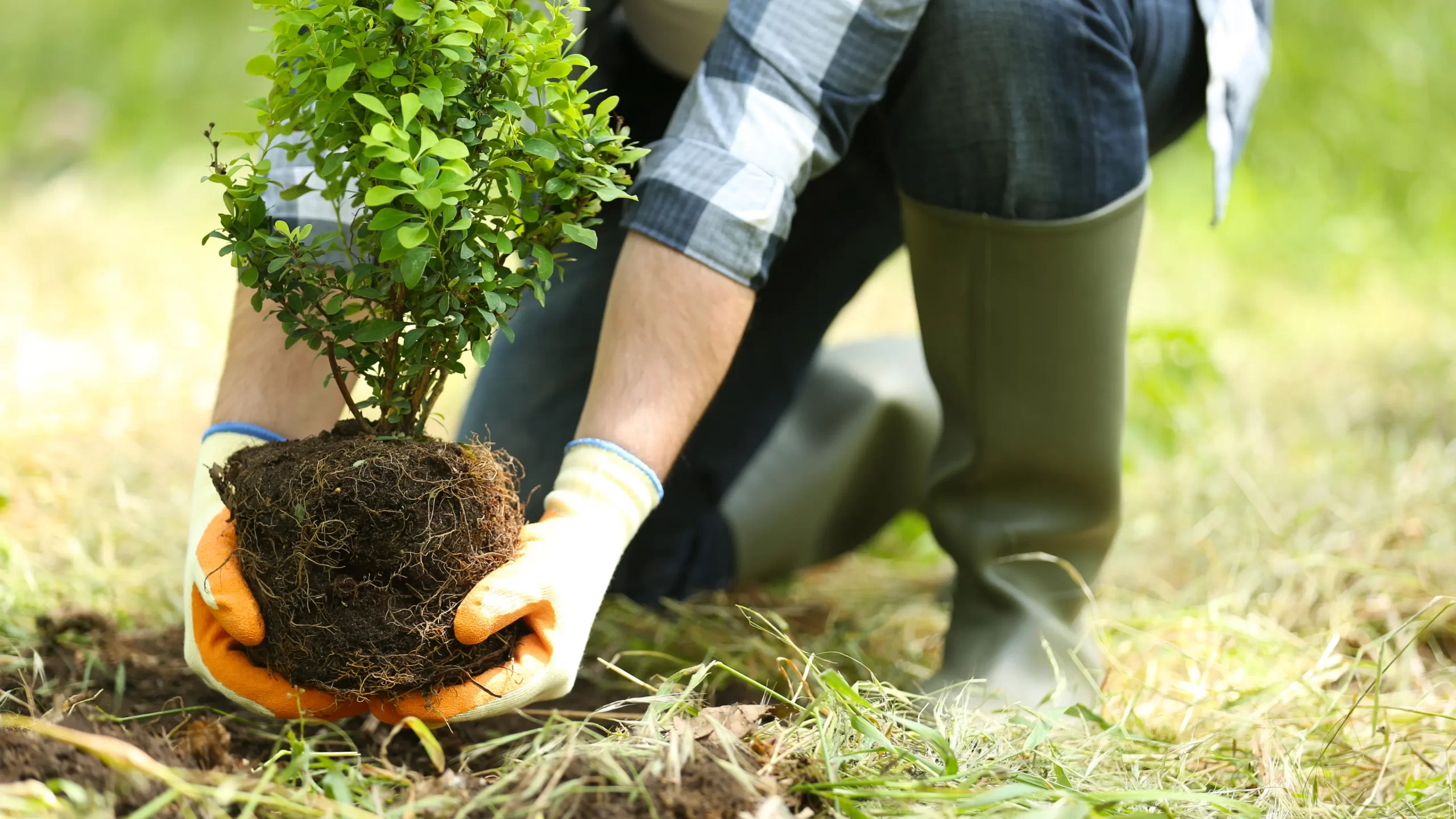 Professional tree planting with root ball installation in Toronto