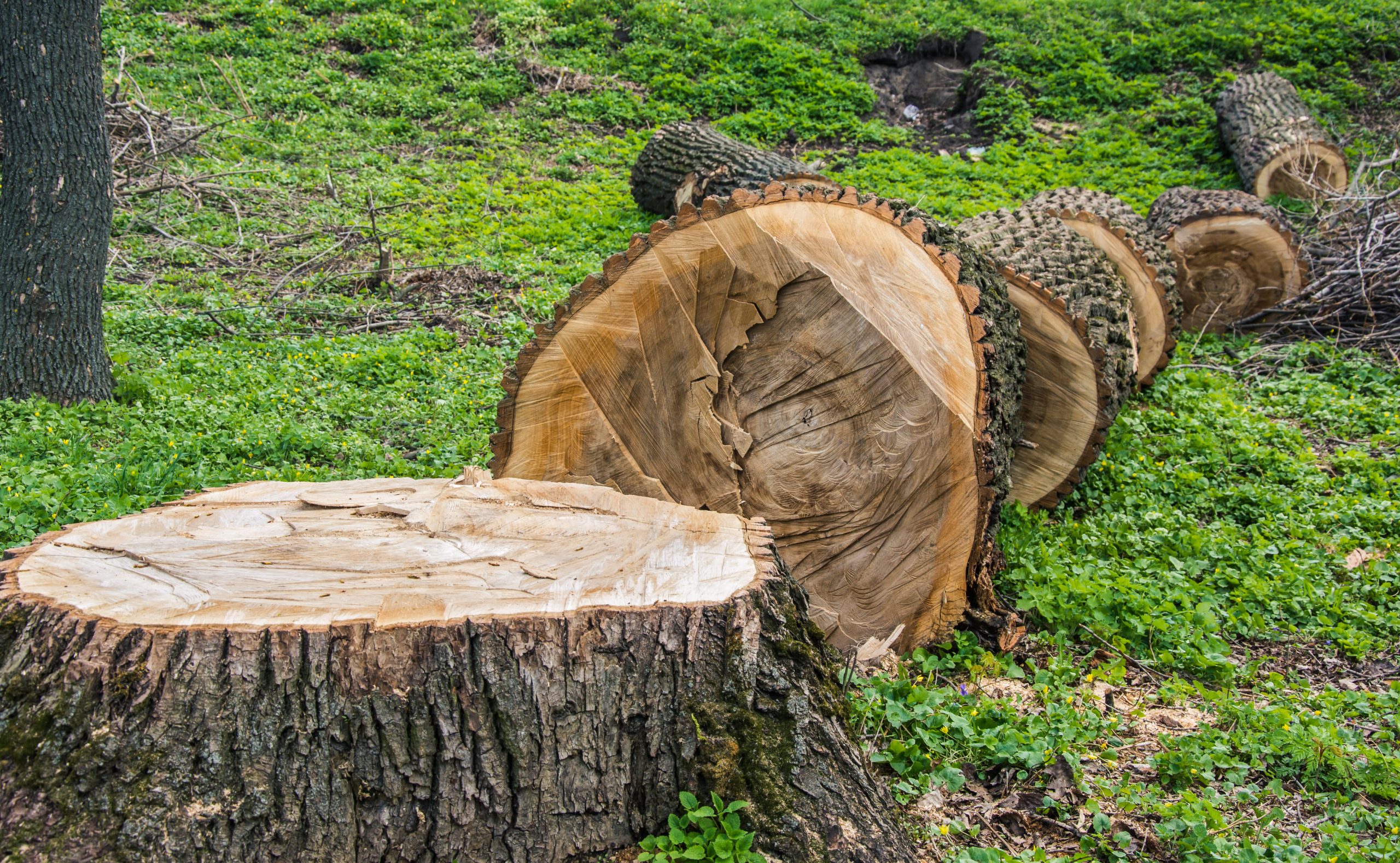 Professional Stump Grinding