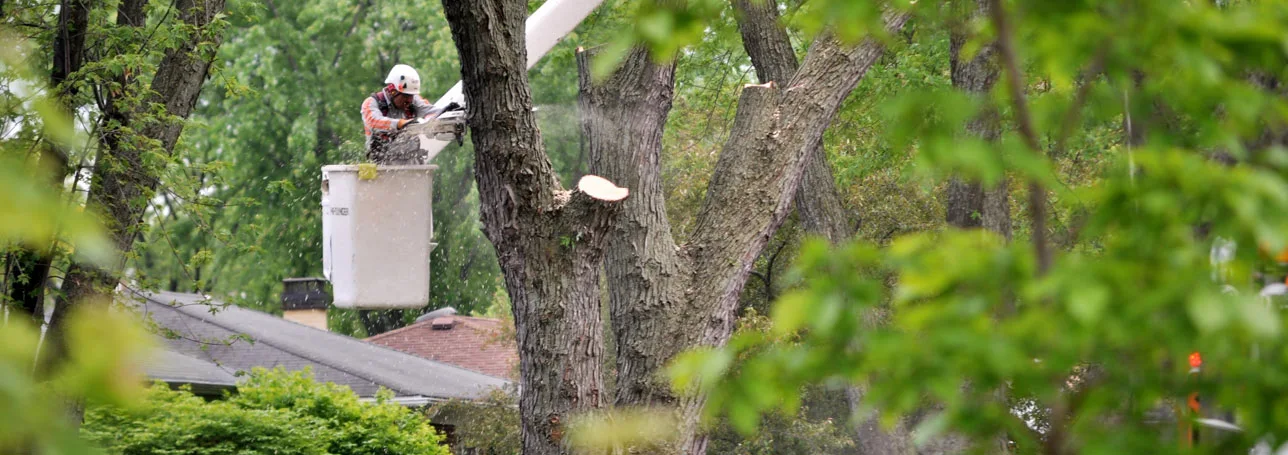 Residential and Commercial Tree Removal Aurora