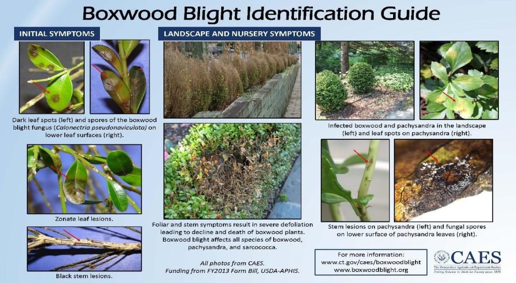BOXWOOD BLIGHT