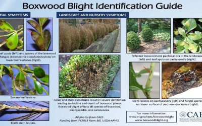 Boxwood Blight