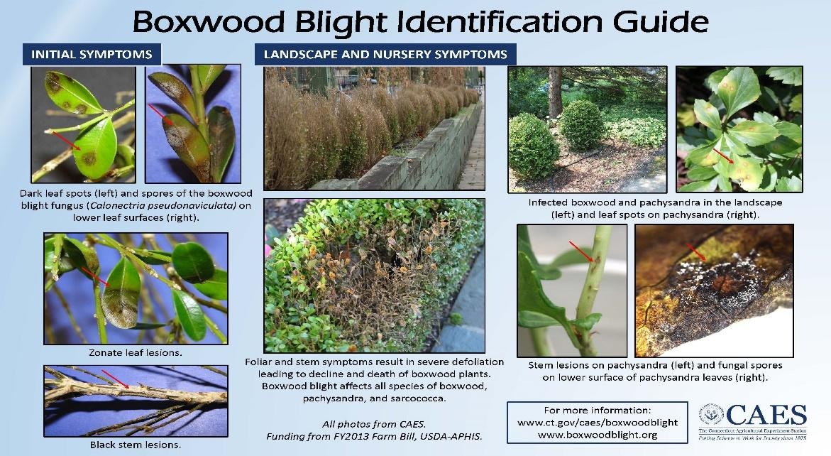 A close-up of a boxwood identification guide Description automatically generated BOXWOOD BLIGHT