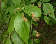 Anthracnose causing brown blotches along sycamore leaf veins