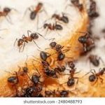 Ants swarming and feeding on a piece of bread