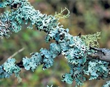 Blue-green lichen growing on tree branch