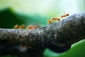Ants Control & Removal