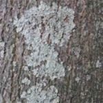 Tree bark covered with gray lichen