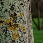 Tree trunk with green and yellow lichen