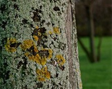 Algae, Lichen and Moss on Trees and Shrubs