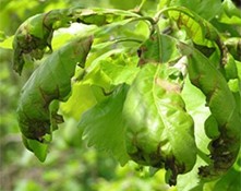 Anthracnose-infected leaves showing early spring defoliation in a tree canopy