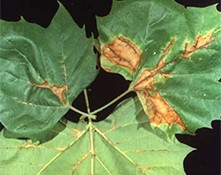 Sycamore leaves with brown anthracnose blotches following the leaf veins