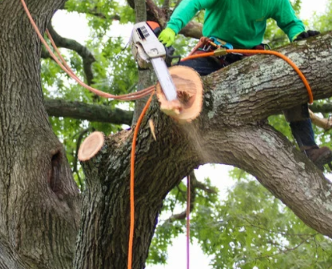 Regular Tree Trimming In Tronto