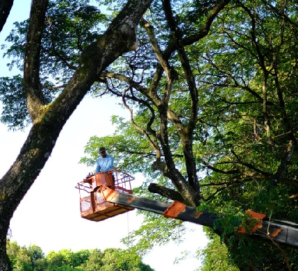 Expert Tree Trimming 