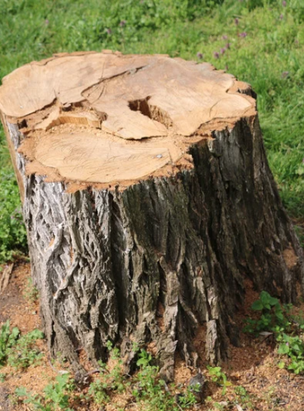 Stump grinder removing a tree stump in Toronto