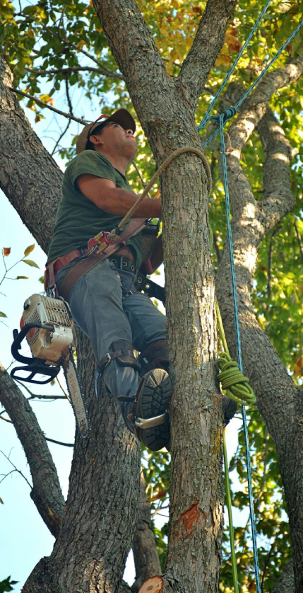 Tree triming in Tronto 
