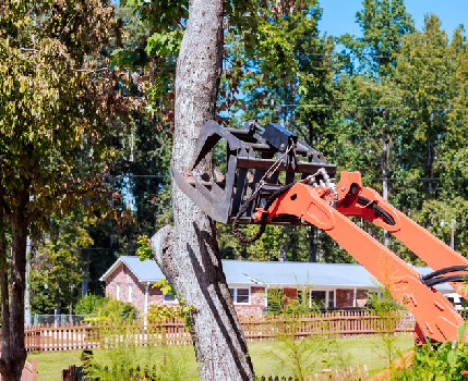 Shrub Pruning in Caledon