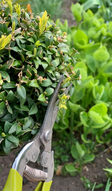 hedge trimming and shrub trimming in toronto