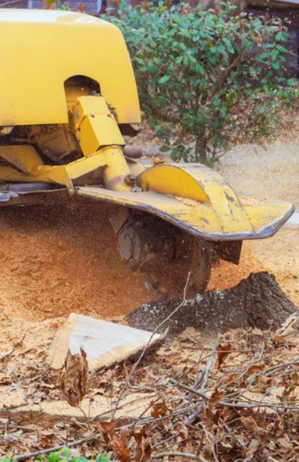 Professional Stump Grinding